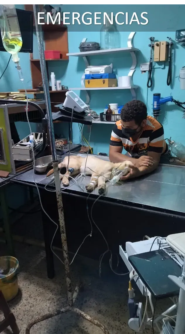 Curas, tratamientos y emergencias